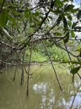 FG-Maroni-River-28