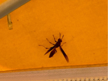 maroniriver-ausfahrt-02