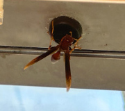 maroniriver-ausfahrt-03