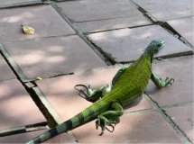 trinidad-karibik-peak-leguan