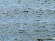 1_Trinidad-VitA-Schildkroete