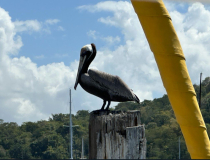 Trinidad-VitA-Pelikan