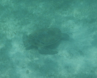 Toboga-cays-schildi-01