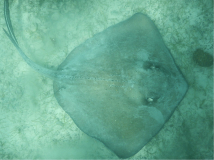 tobago-cays-rochen-01
