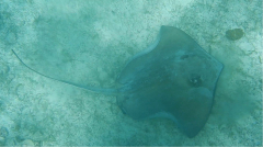 tobago-cays-rochen-02