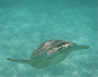 tobago-cays-schildi-01