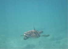 tobago-cays-schildi-02