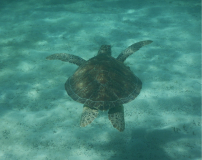 tobago-cays-schildi-03