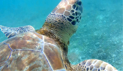 tobago-cays-schildi-nah-01