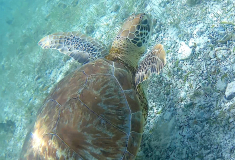 tobago-cays-schildi-nah-02