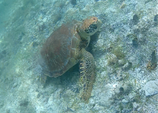 tobago-cays-schildi-nah-04