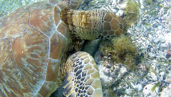 tobago-cays-schildi-nah