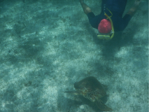 tobago-cays-schildi-und-sepp