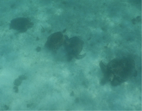 tobago-cays-schildis-01