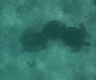 tobago-cays-schildis-02