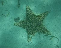 tobago-cays-seestern-01