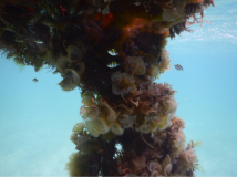 tobago-cays-unterwasser-01