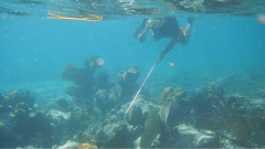 tobago-cays-unterwasser-und-sepp