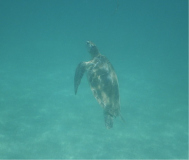 toboga-cays-schildi-02