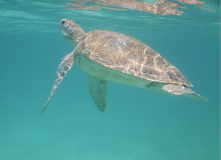 toboga-cays-schildi-03