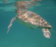 toboga-cays-schildi-04