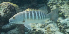 fisch-13