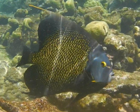 fisch-14