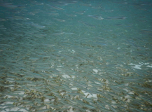 fischschwarm-03