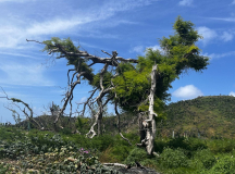 after-beryl-union-island-08