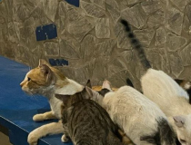 03 gambia-kastraprojekt-katzen