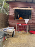 18 gambia-kastraprojekt-lamin-lodge-kaefige